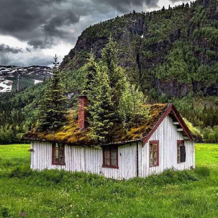 casa en medio del bosque con árboles adentro 