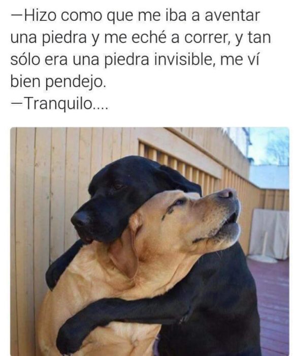 Memes simples perros llorando abrazados