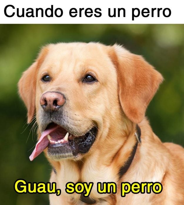 Memes simples soy un perro