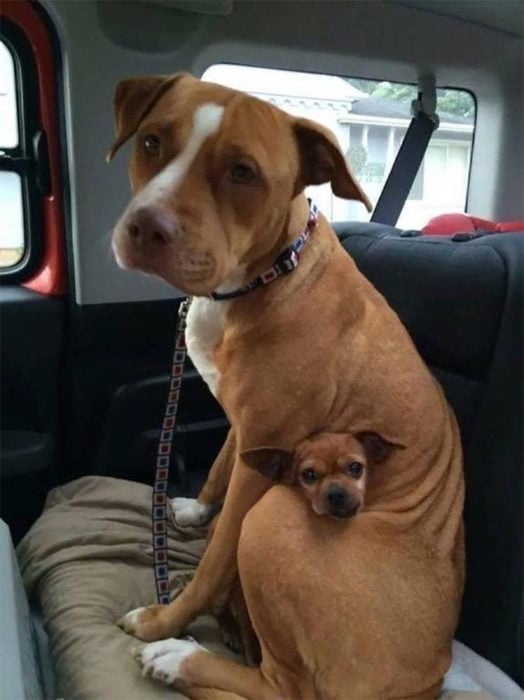 Pitbull y chihuahua abrazados en el carro 