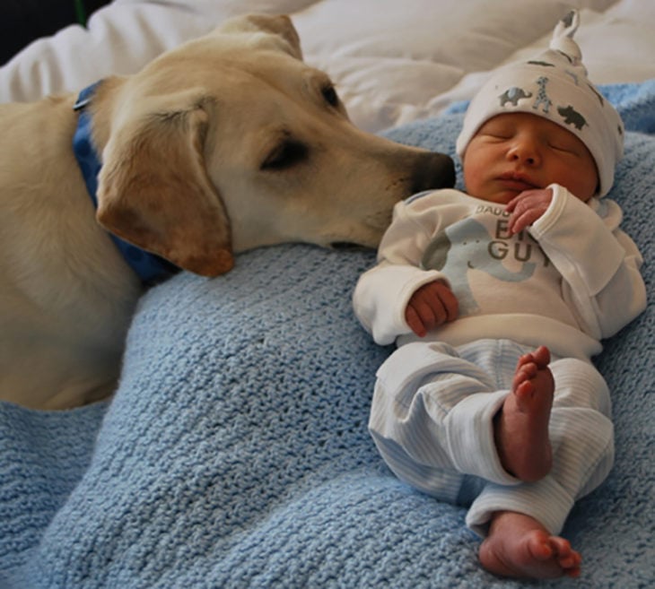 bebé dormido y labrador cobijita 