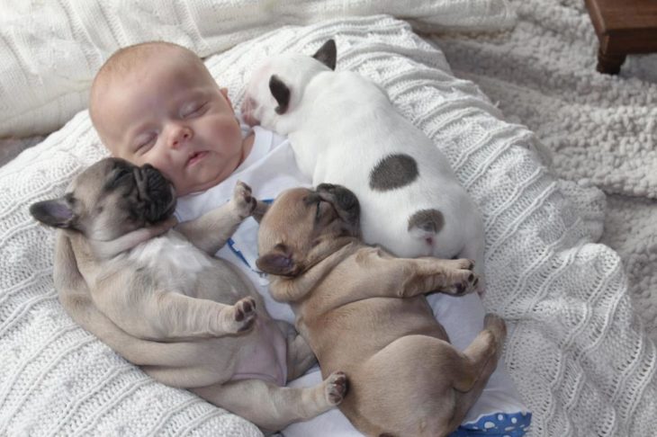 Bebé y dos cachorros bull dog dormidos