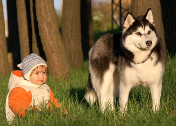 husky y niño atardecer sol pasto