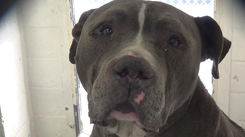 Perro llora cuando se da cuenta de que su familia lo abandona en un albergue