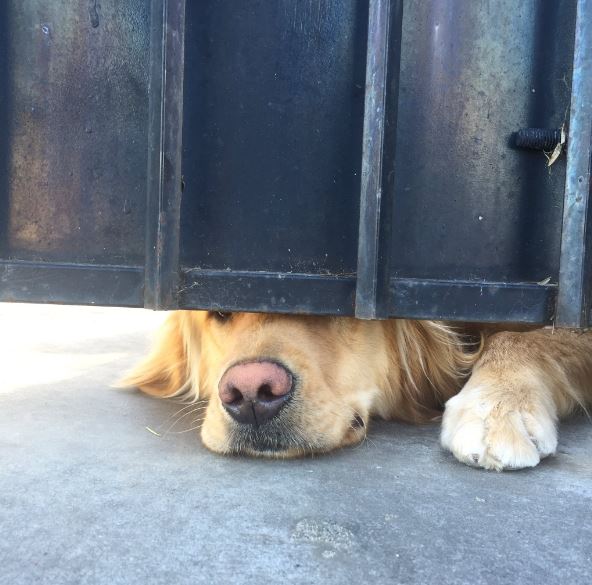 perro asomado por abajo de portón