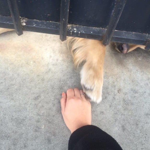 pata de perro asomándose por el portón