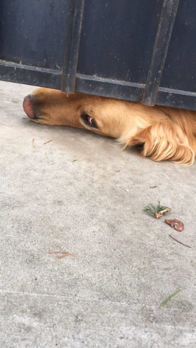 perro costado en la rendija del portón