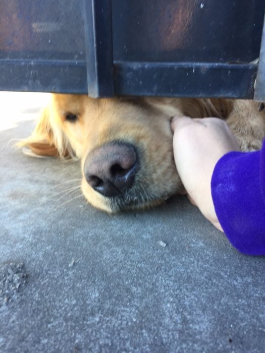 chica acariciando a perro por la rendija del portón