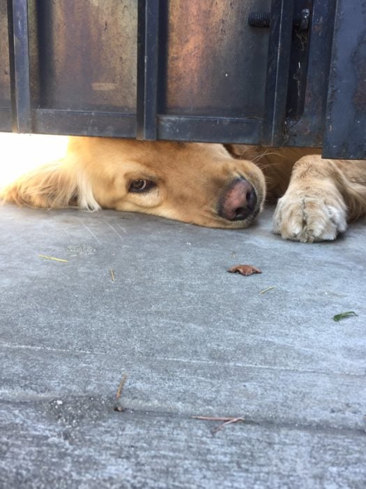 perro acostado en la rendija del portón