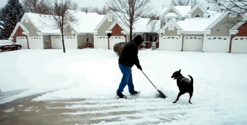perro persiguiendo a su dueño mientras palea la nieve gif