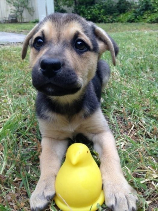 Los perros más bonitos