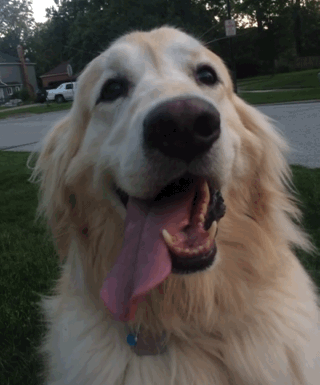 gif perro sacando lengua 