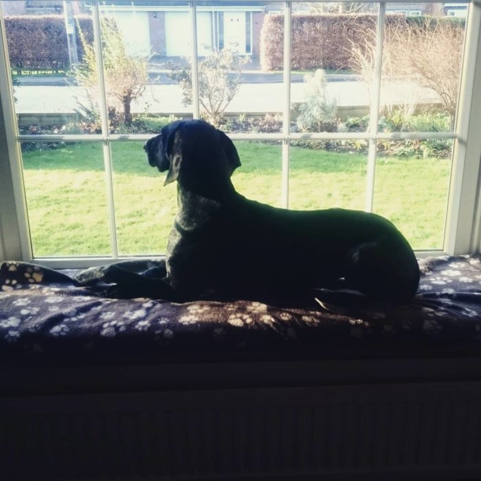 perro en la ventana viendo a la calle