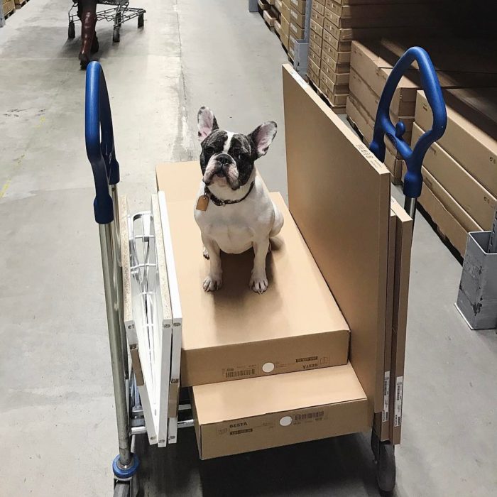 perro encima de cajas en trabajo 