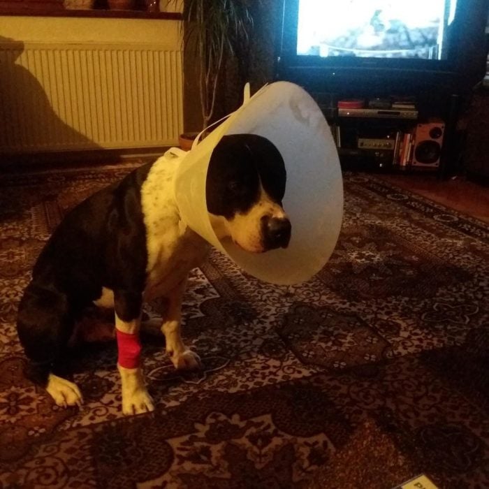 perro con un cono en el cuello