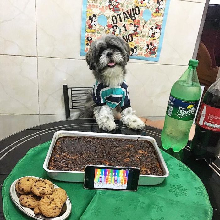 perro frente a comida quemada 