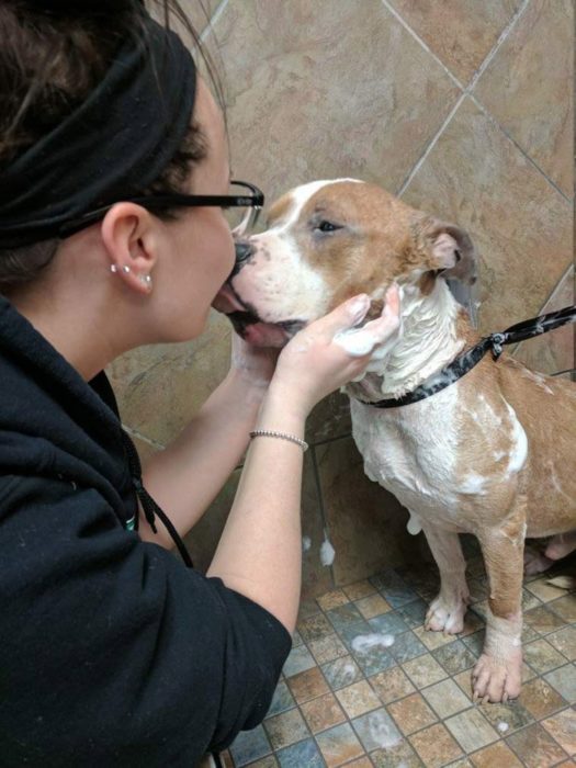 mujer bañando a perro cruza pitbull 