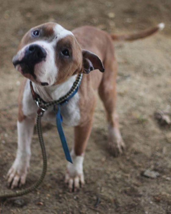 perro cruza pitbull paseando 