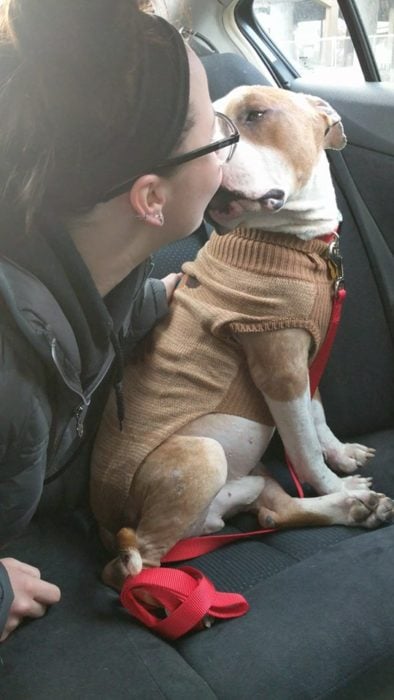 perro cruza pitbull besando a chica 