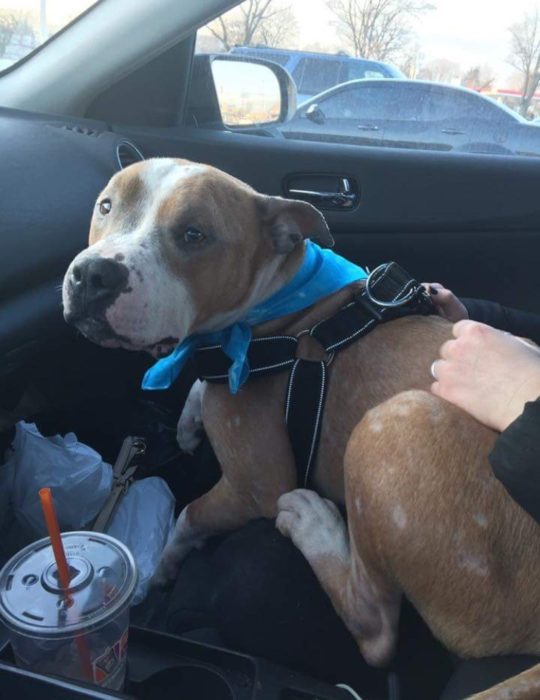 perro sentado en el regazo de chica en el asiento del copiloto de un carro