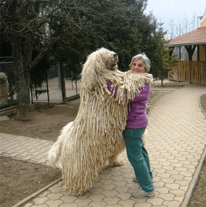 perro trapeador blanco grande