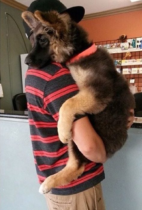 abrazo perro pastor alemán