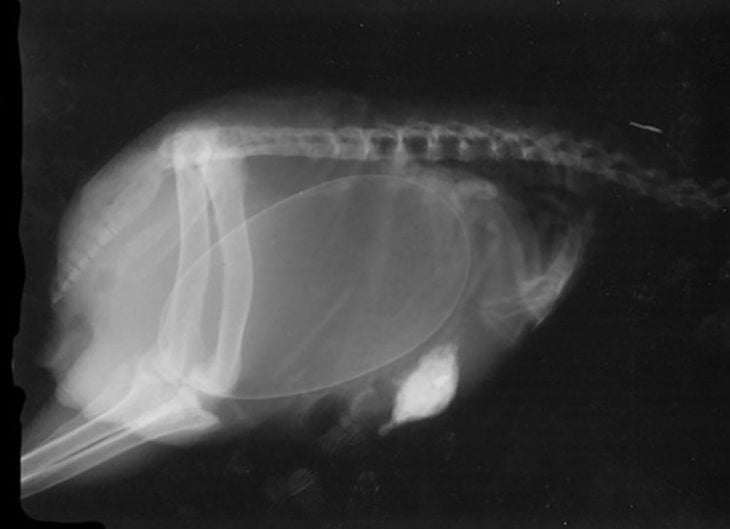 rayos x de ave embarazada