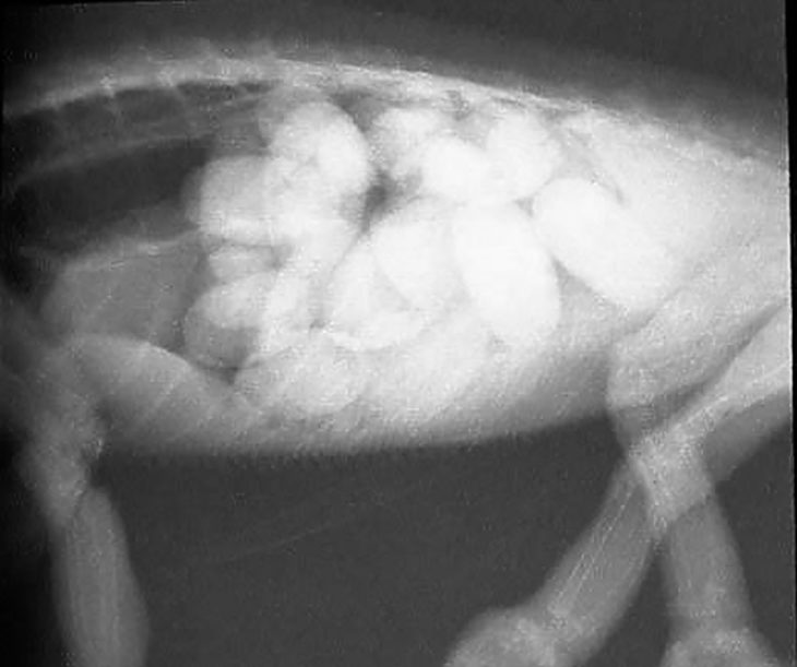 rayos x de puerco de guinea embarazo 