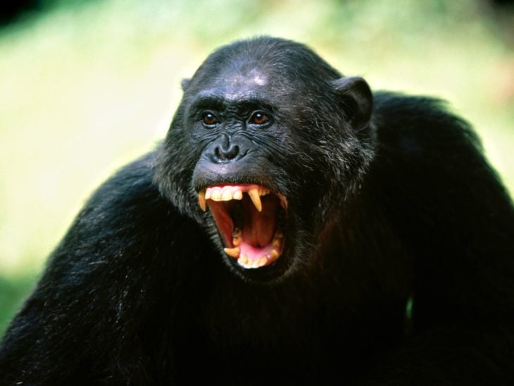chimpancé enojado