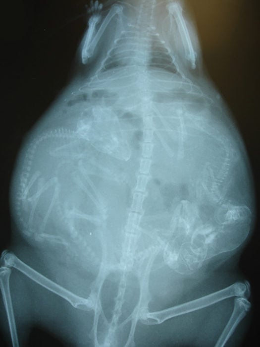 rayos x de chinchilla embarazada 