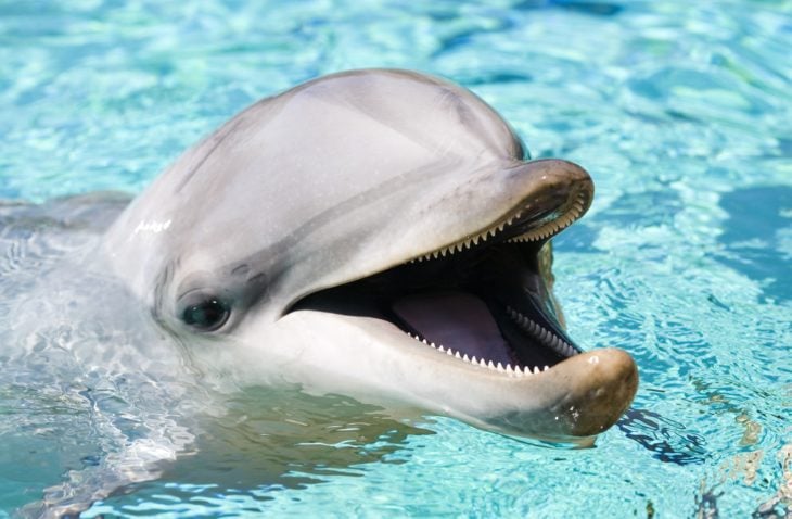 delfín sonriendo 