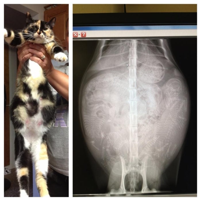 rayos x de gato embarazado