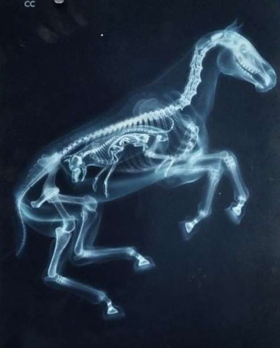 rayos x de caballo embarazado