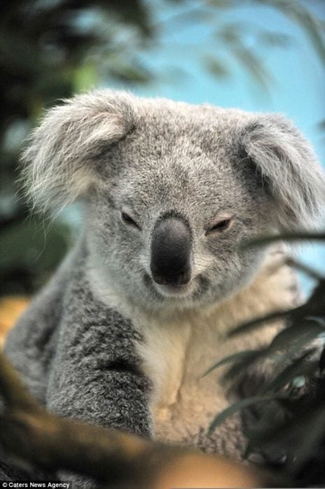 koala enojado