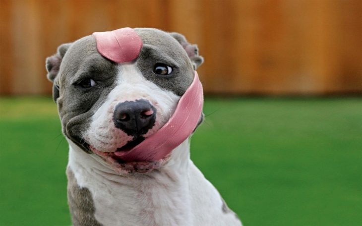 perro con la lengua larga