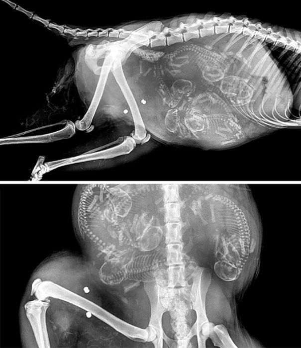 rayos x de mapache embarazado
