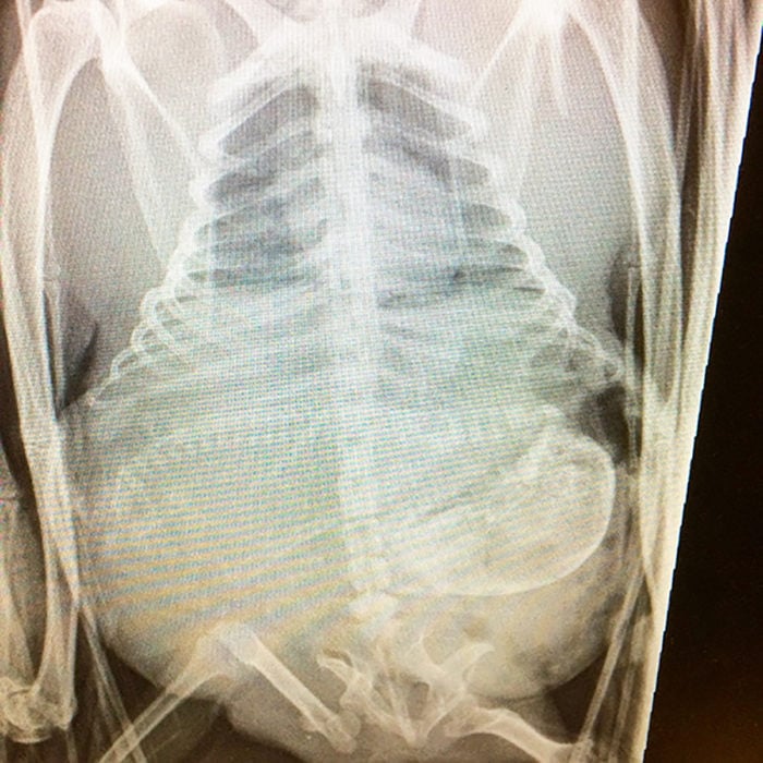 rayos x de murciélago embarazado