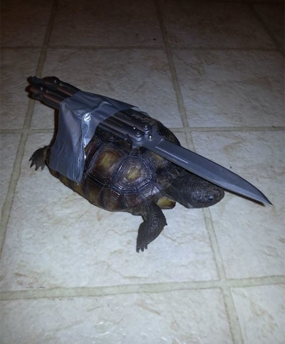 tortuga con un cuchillo