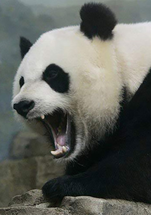 panda enojado