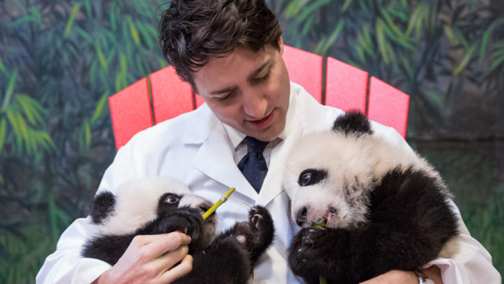 justin trudeau y osos panda