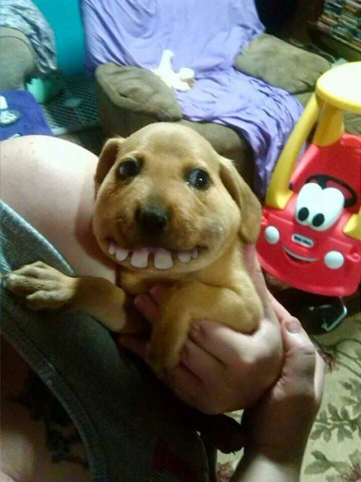 perrito comeabejas dientes