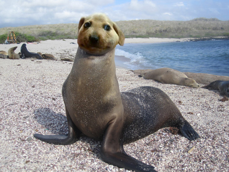 perrito comeabejas foca