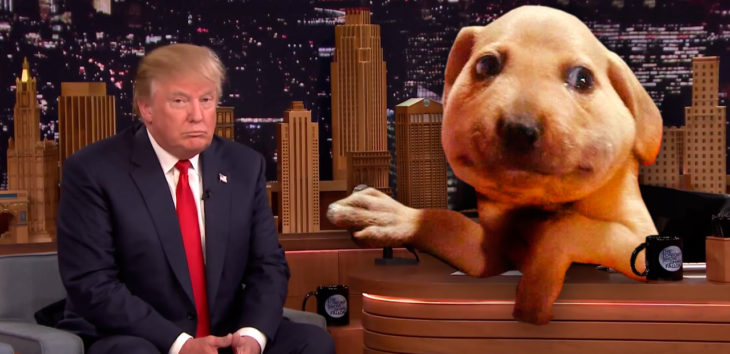 perrito comeabejas trump