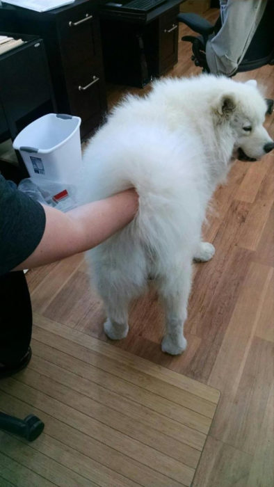 perro blanco y mano que parece que se la está metiendo en el trasero