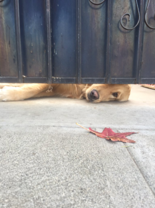 perro acostado asomado por un portón