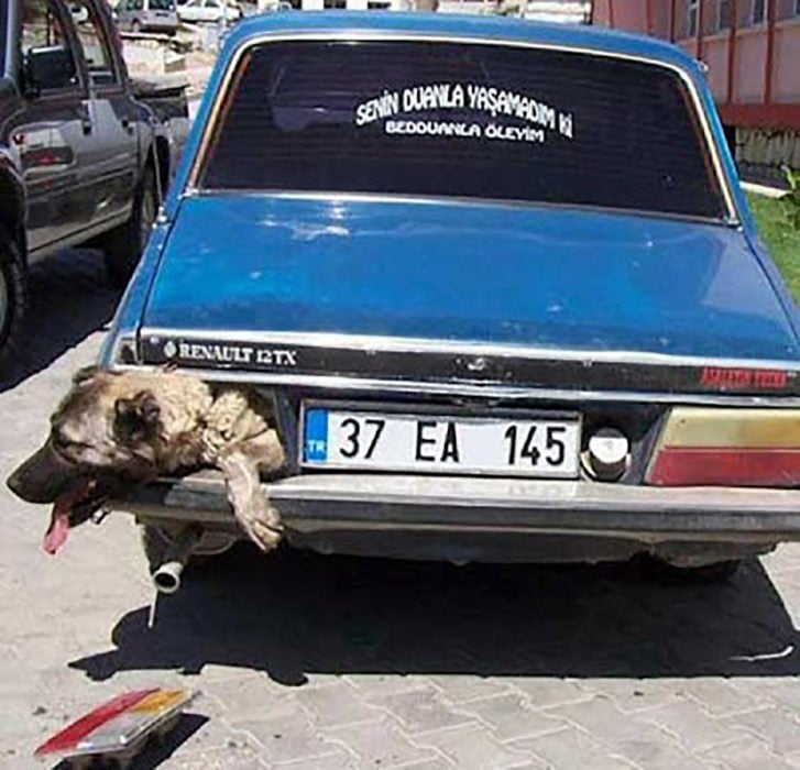 perro en cajuela de auto saca la cabeza por sonde van las luces