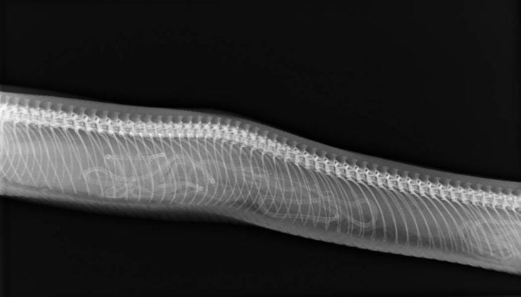 rayos x de serpiente embarazada