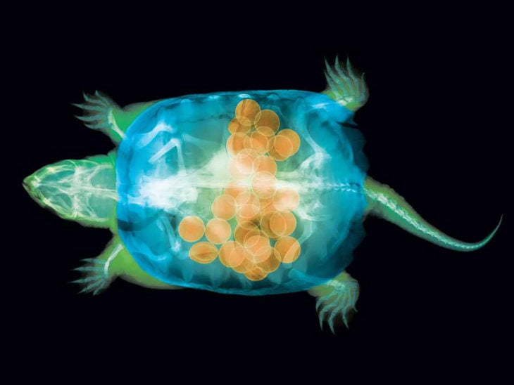 rayos x de tortuga embarazada