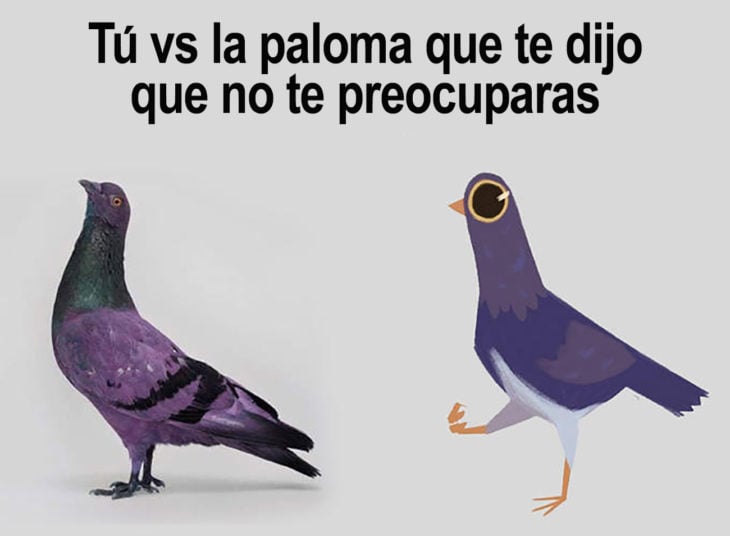 meme tu vs la paloma que de tijo que no te preocuparas