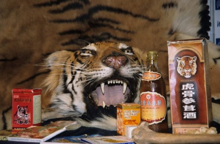 botellas de vino de tigre con cabeza de tigre